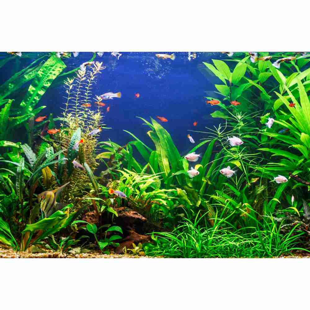 Underwater World Seabed Photog - Aquarium Marine World recensie en prijs